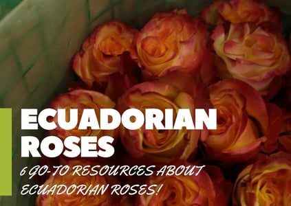6 Go-To Resources About Ecuadorian Roses