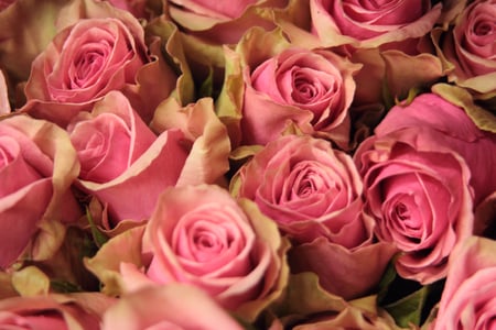 26 Ecuadorian Roses Varieties to Watch in the upcoming wedding season