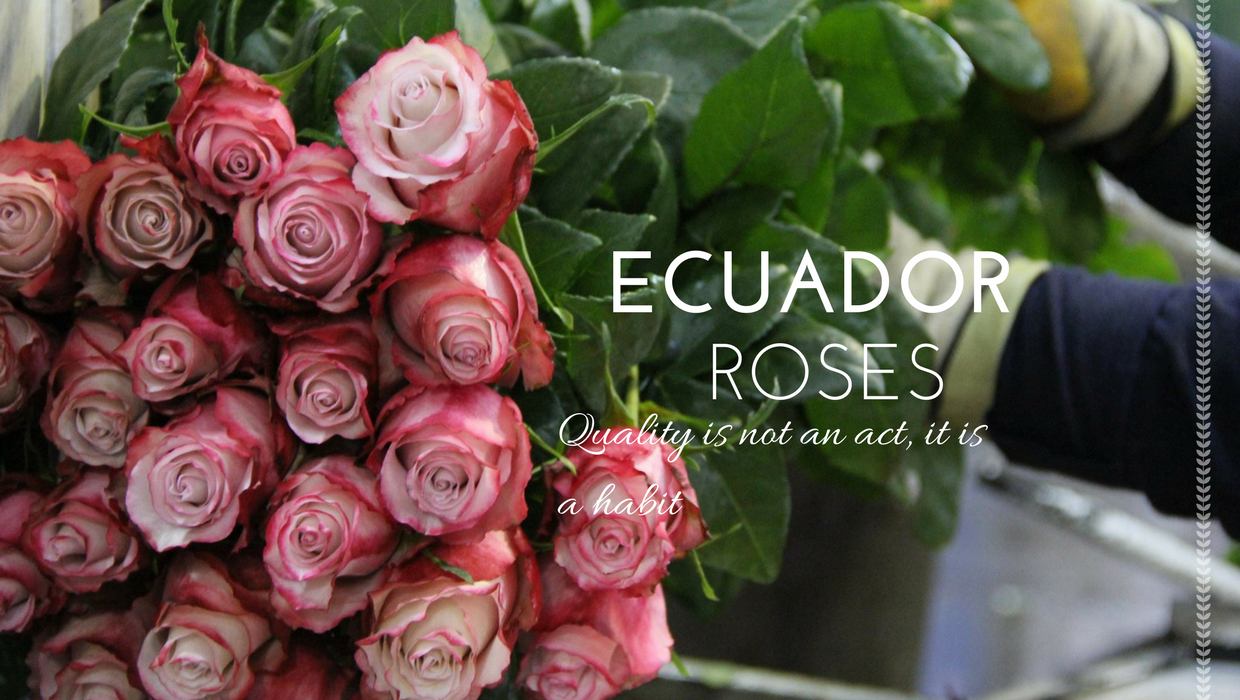 26 Ecuadorian Roses Varieties to Watch in the wedding season